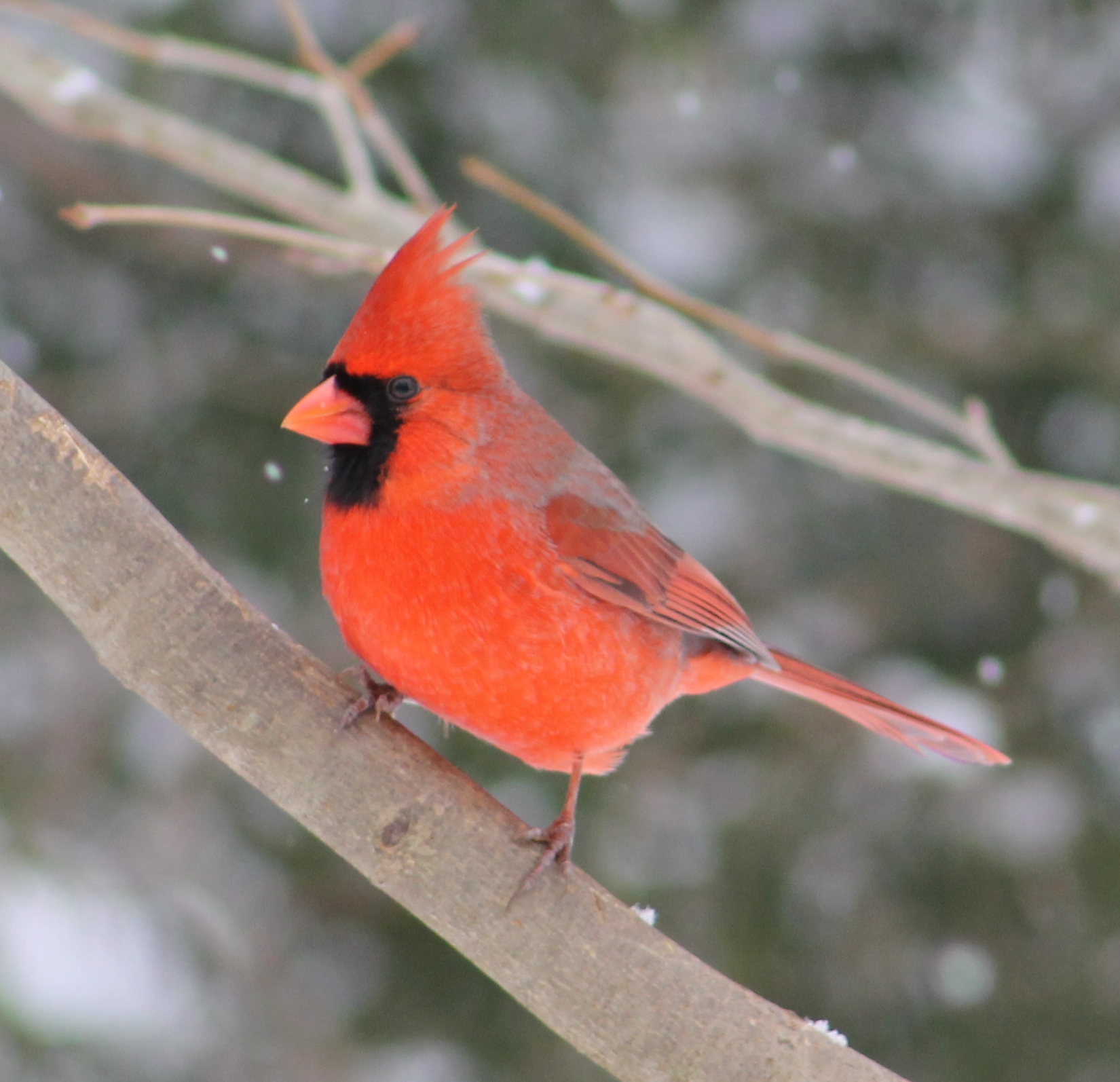 Speaking of Nature: A winter classic: the northern cardinal